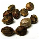 Семена марихуаны АК-47  (Seeds AK-47) в Лабинске